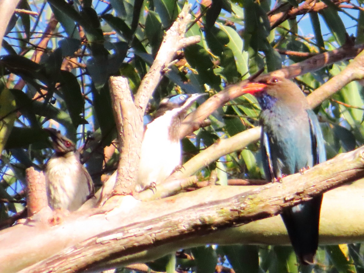 Noisy Friarbird - ML644254814