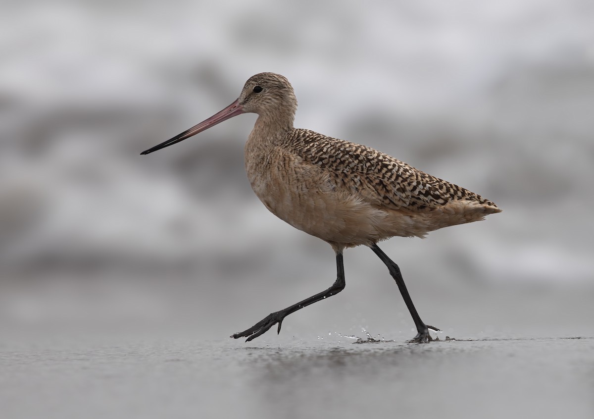 Marbled Godwit - ML644254821