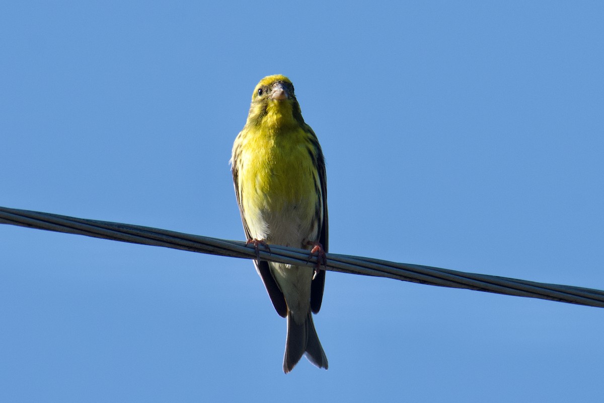 Verzellino - ML644254827