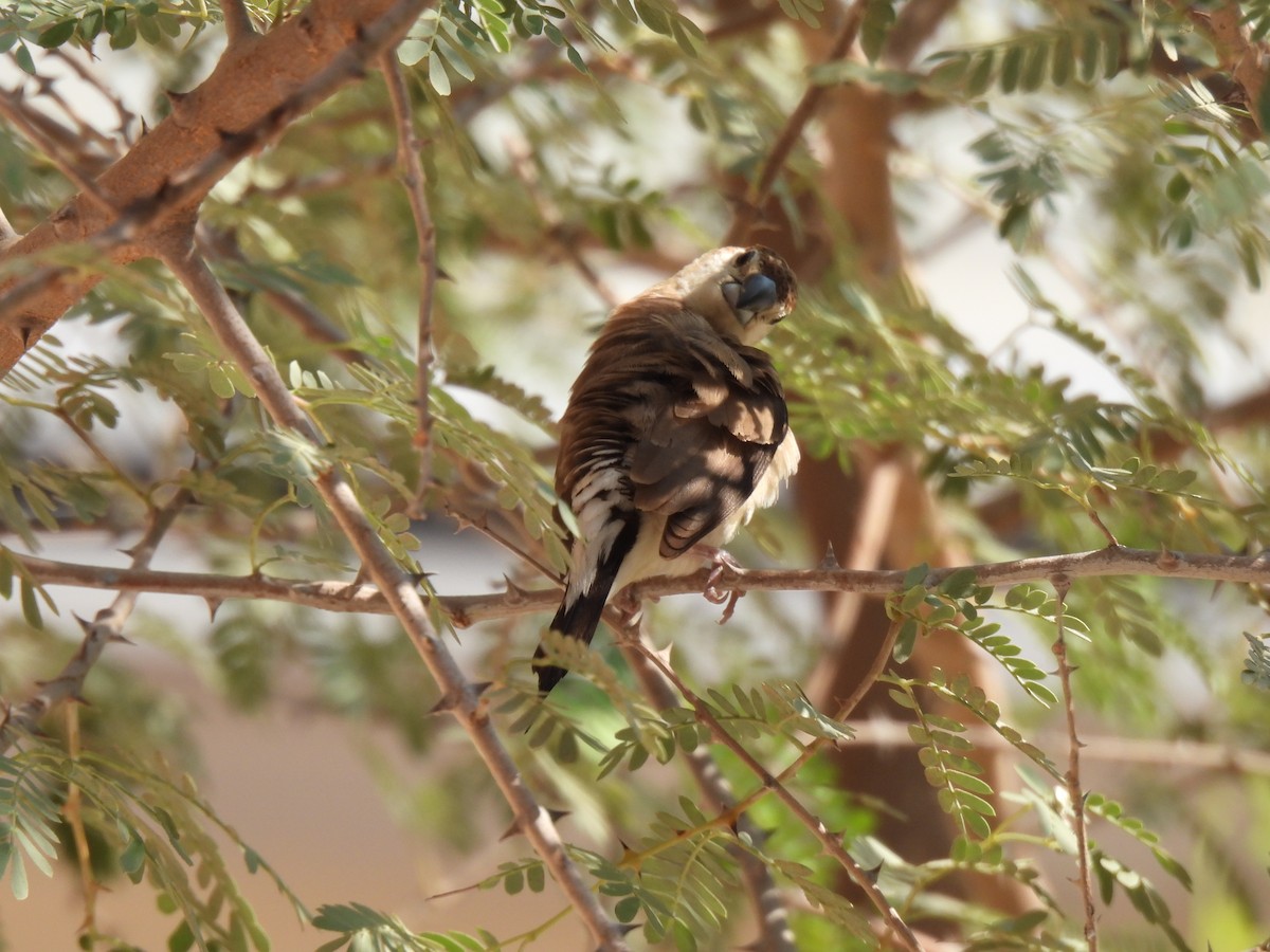 Indian Silverbill - ML644254828