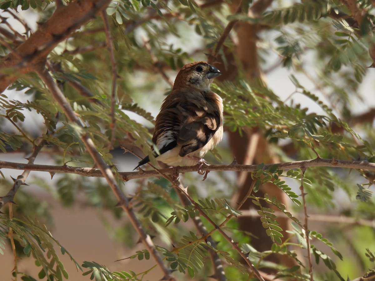 Indian Silverbill - ML644254829