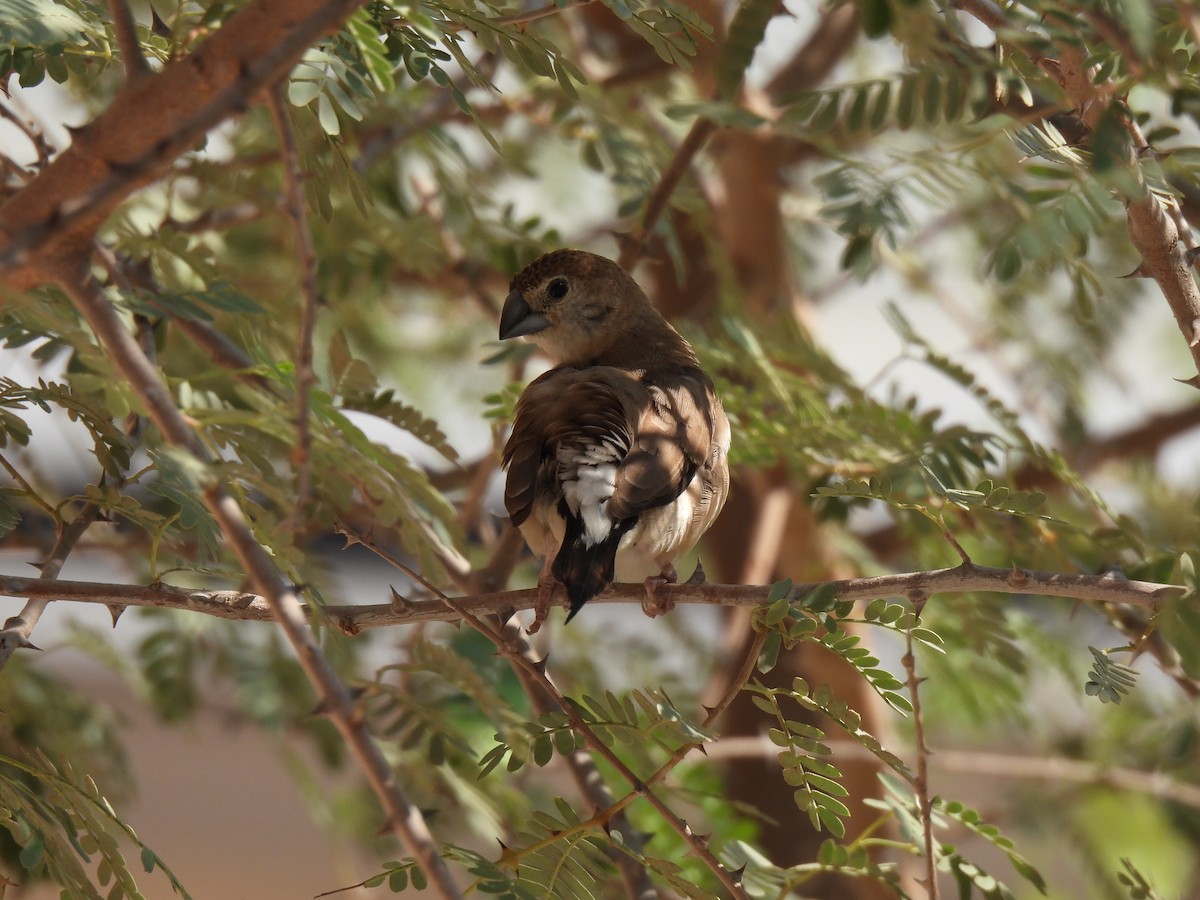 Indian Silverbill - ML644254830