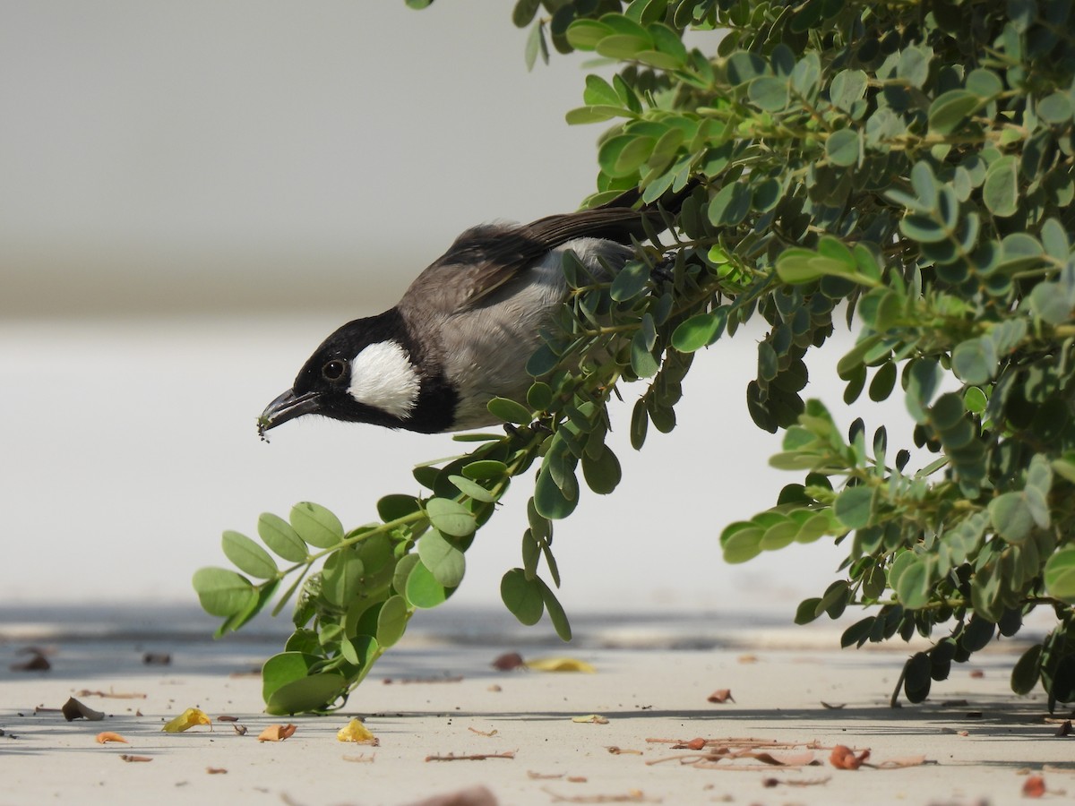 シロミミヒヨドリ - ML644254831