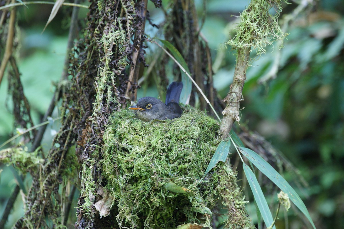 Slaty-backed Nightingale-Thrush - ML644254863