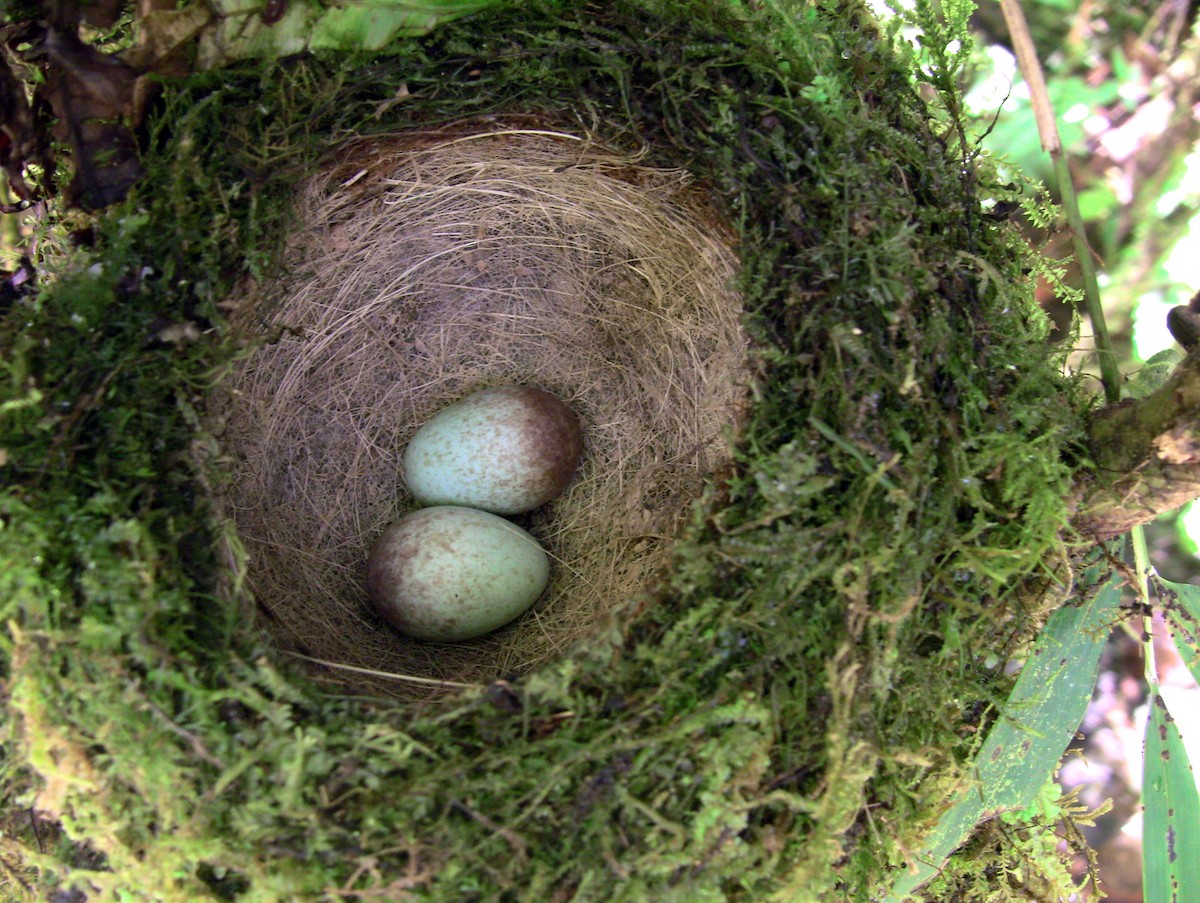 Slaty-backed Nightingale-Thrush - ML644254864