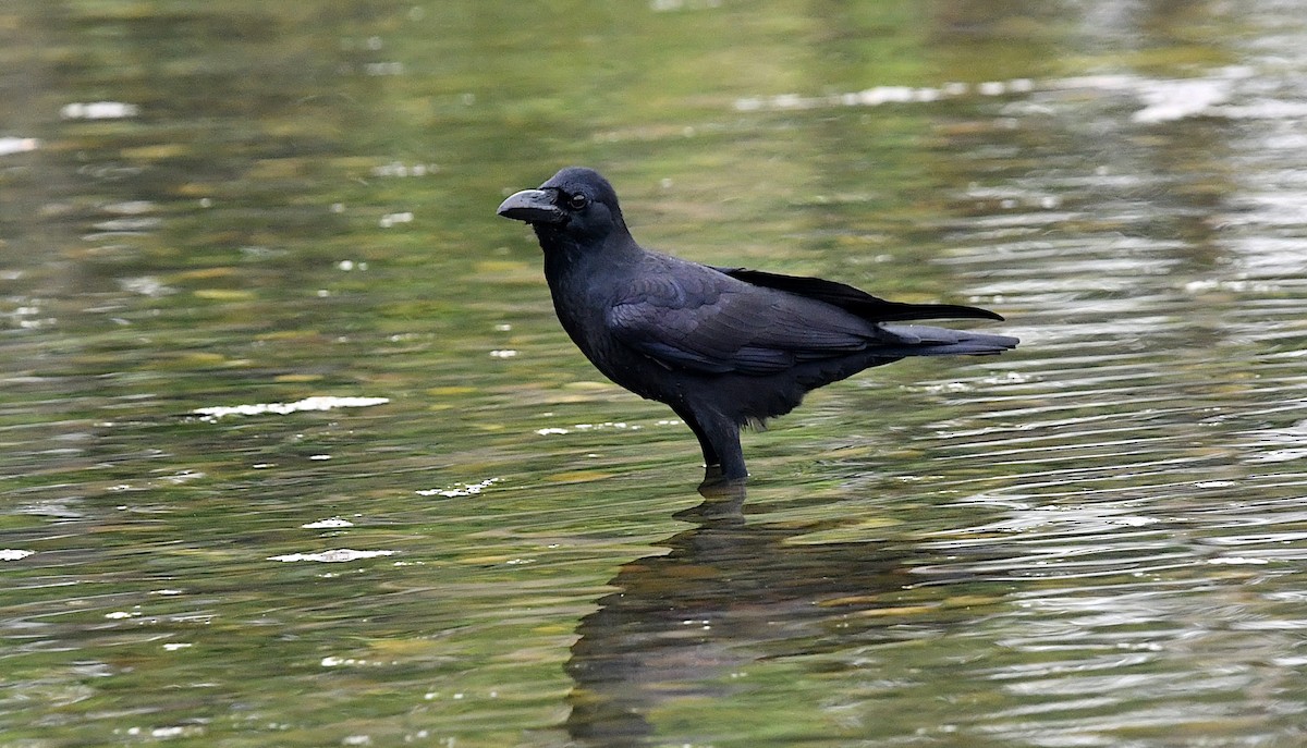 Ворона великодзьоба - ML644254865