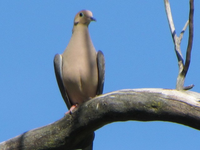 Буулгат хүүрзгэнэ - ML644254867