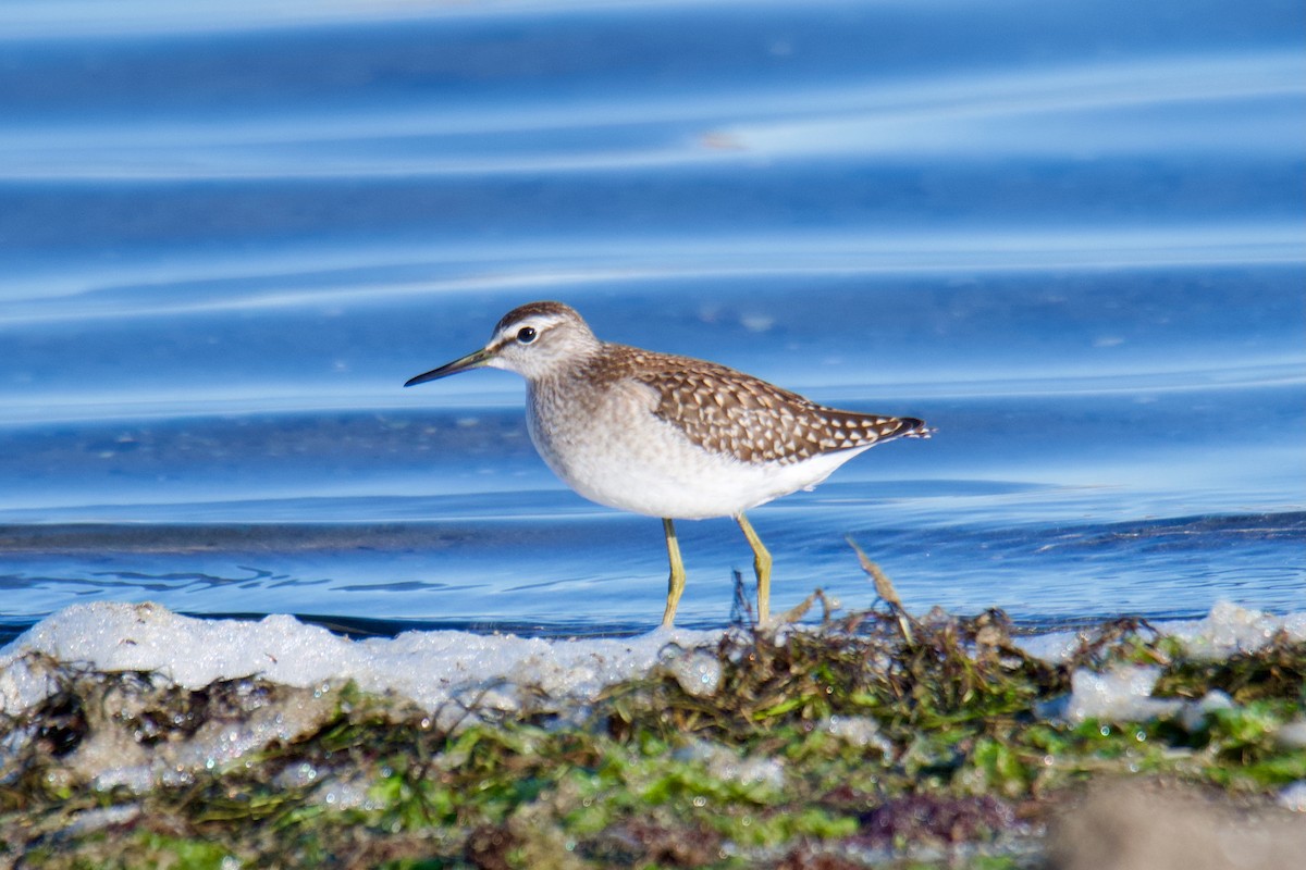Wood Sandpiper - ML644254875