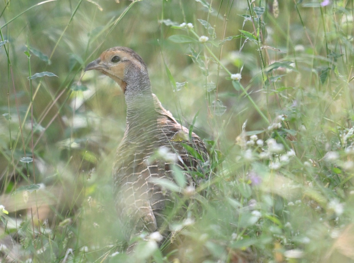 Турач сірий - ML644254882