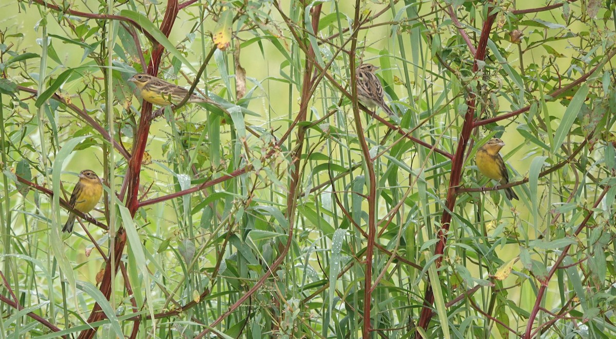 Дубровник - ML644254884