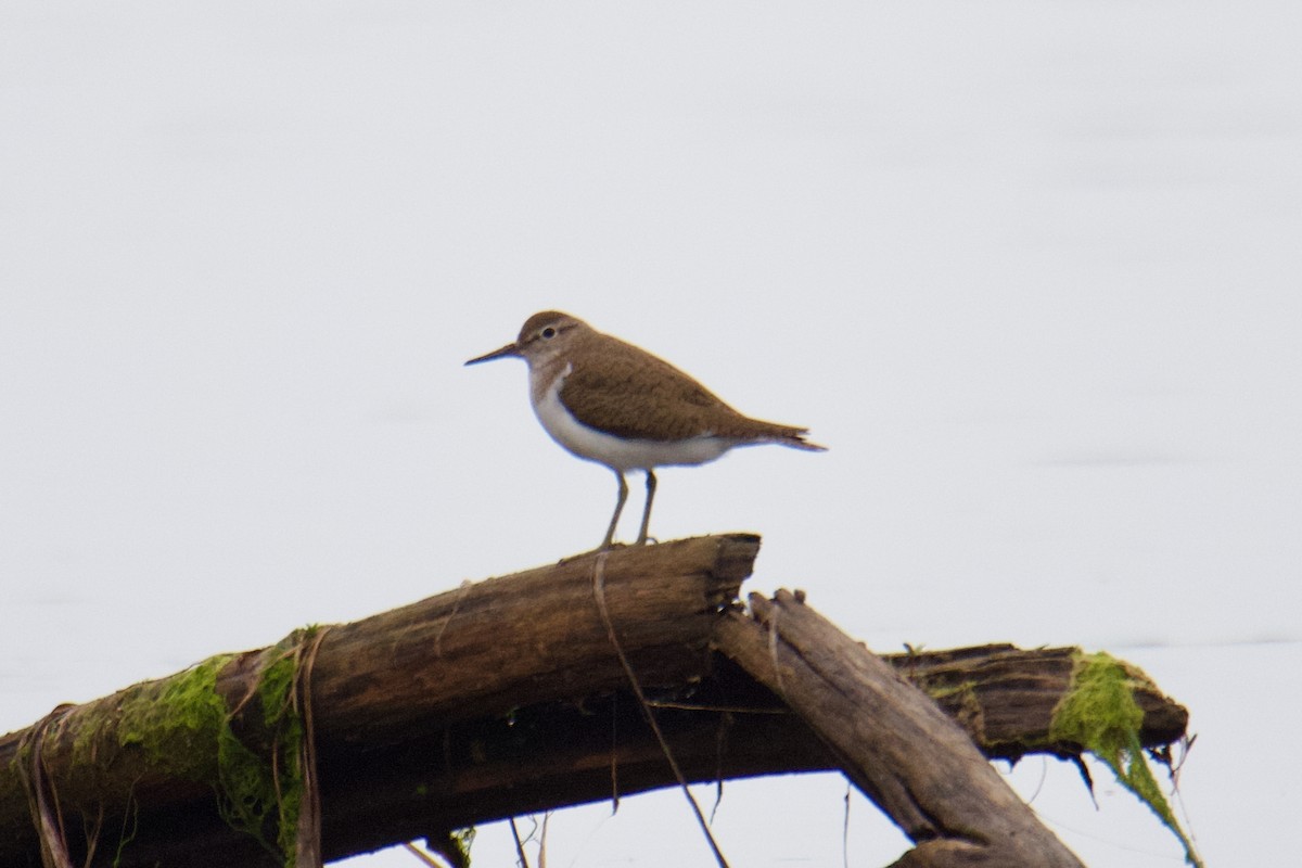 Common Sandpiper - ML644254893