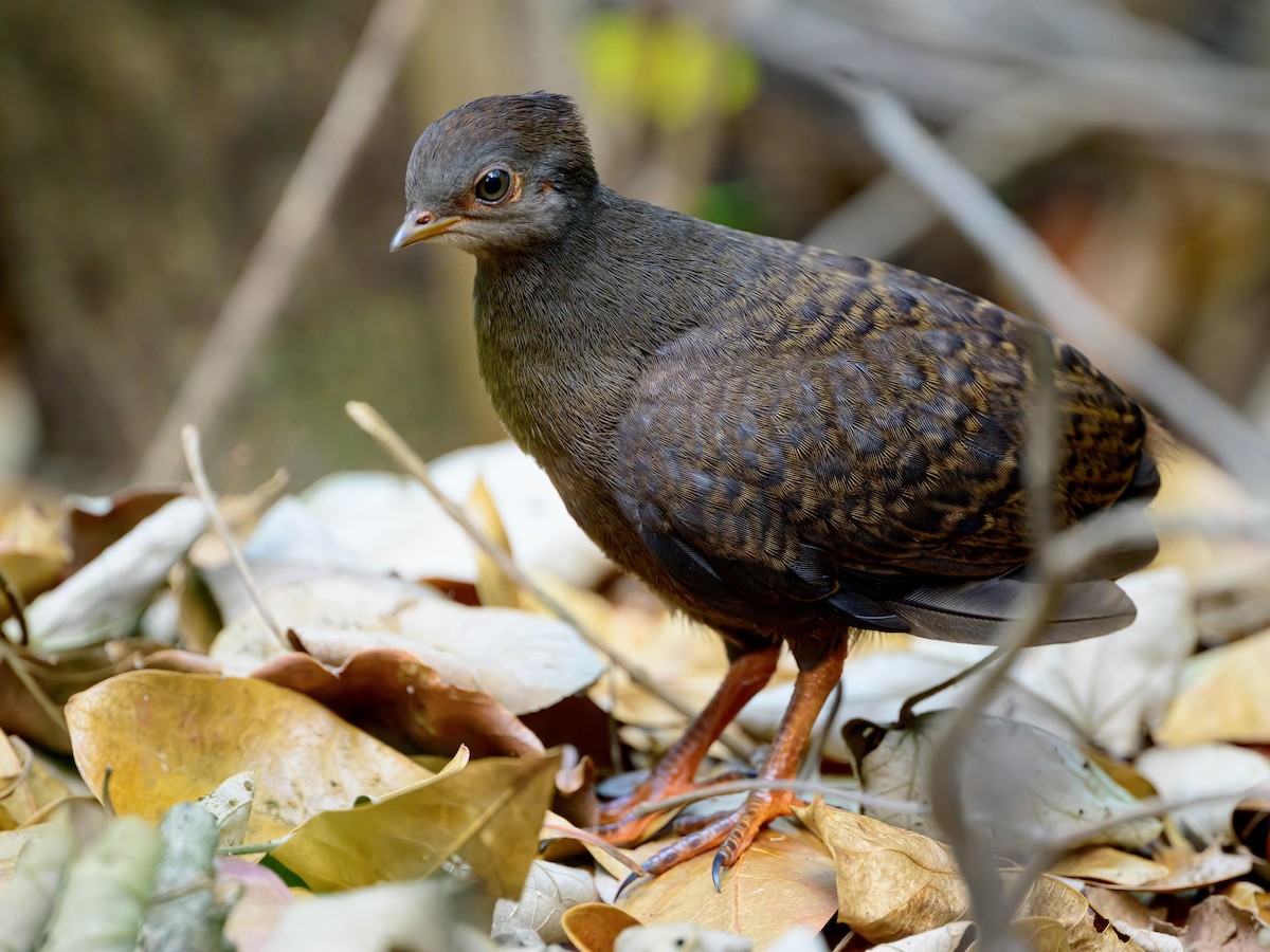 Orange-footed Megapode - ML644254901