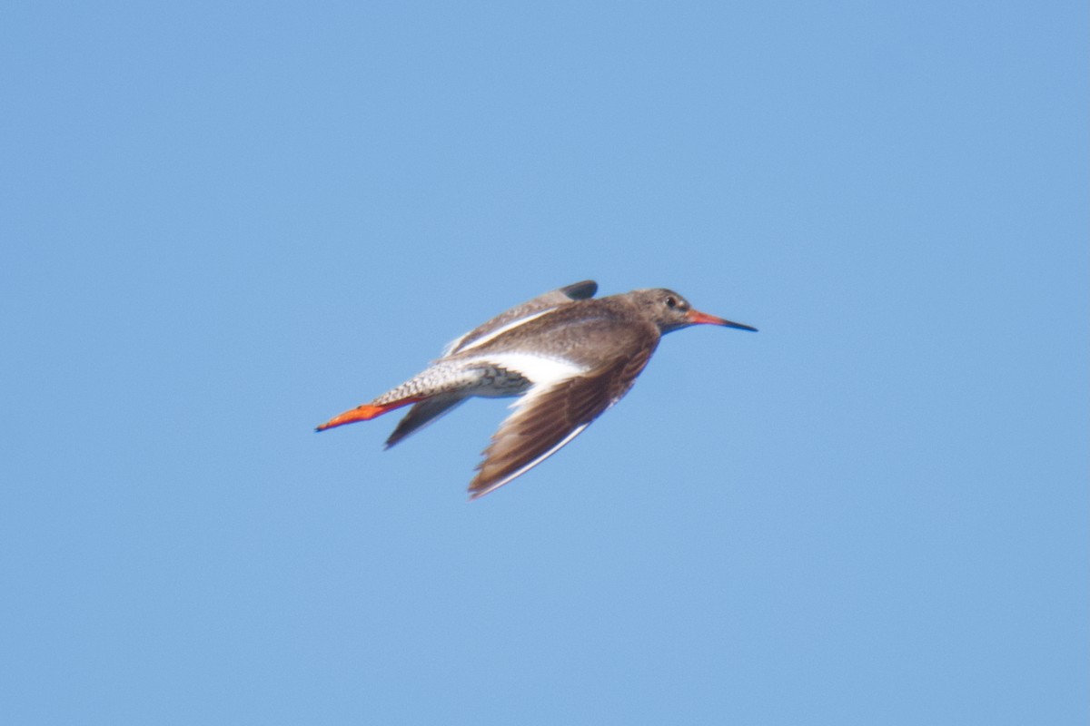 Common Redshank - ML644254919