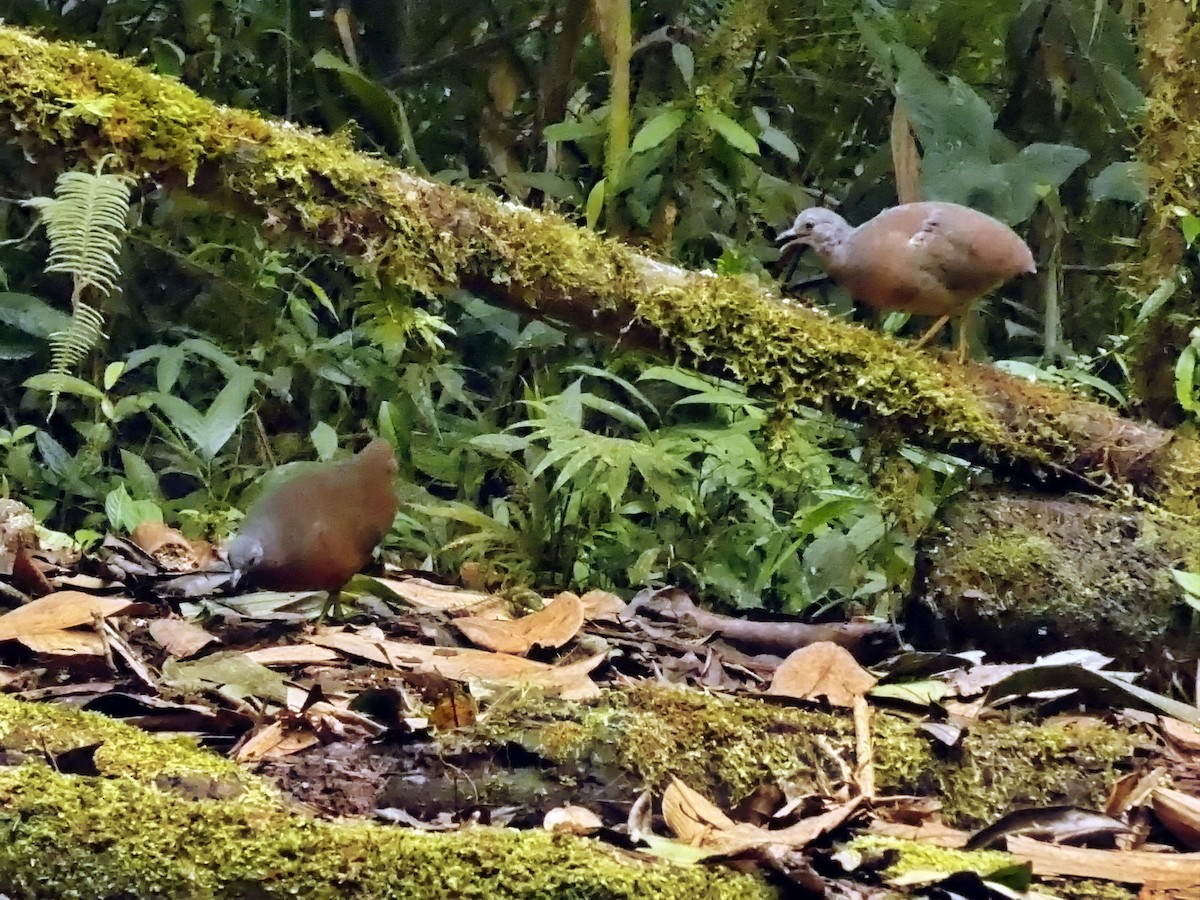 コシギダチョウ - ML644254926