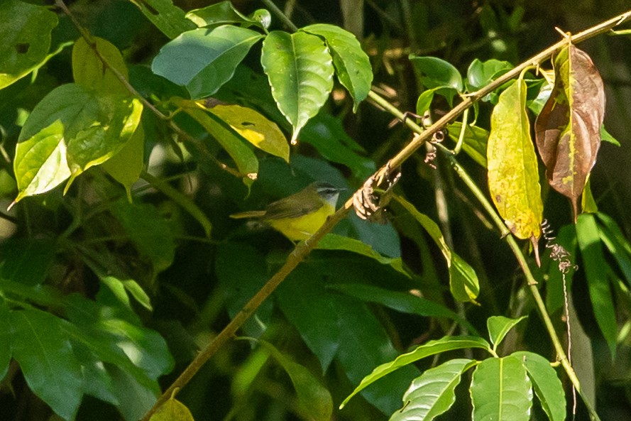 Yellow-bellied Warbler - ML644254933