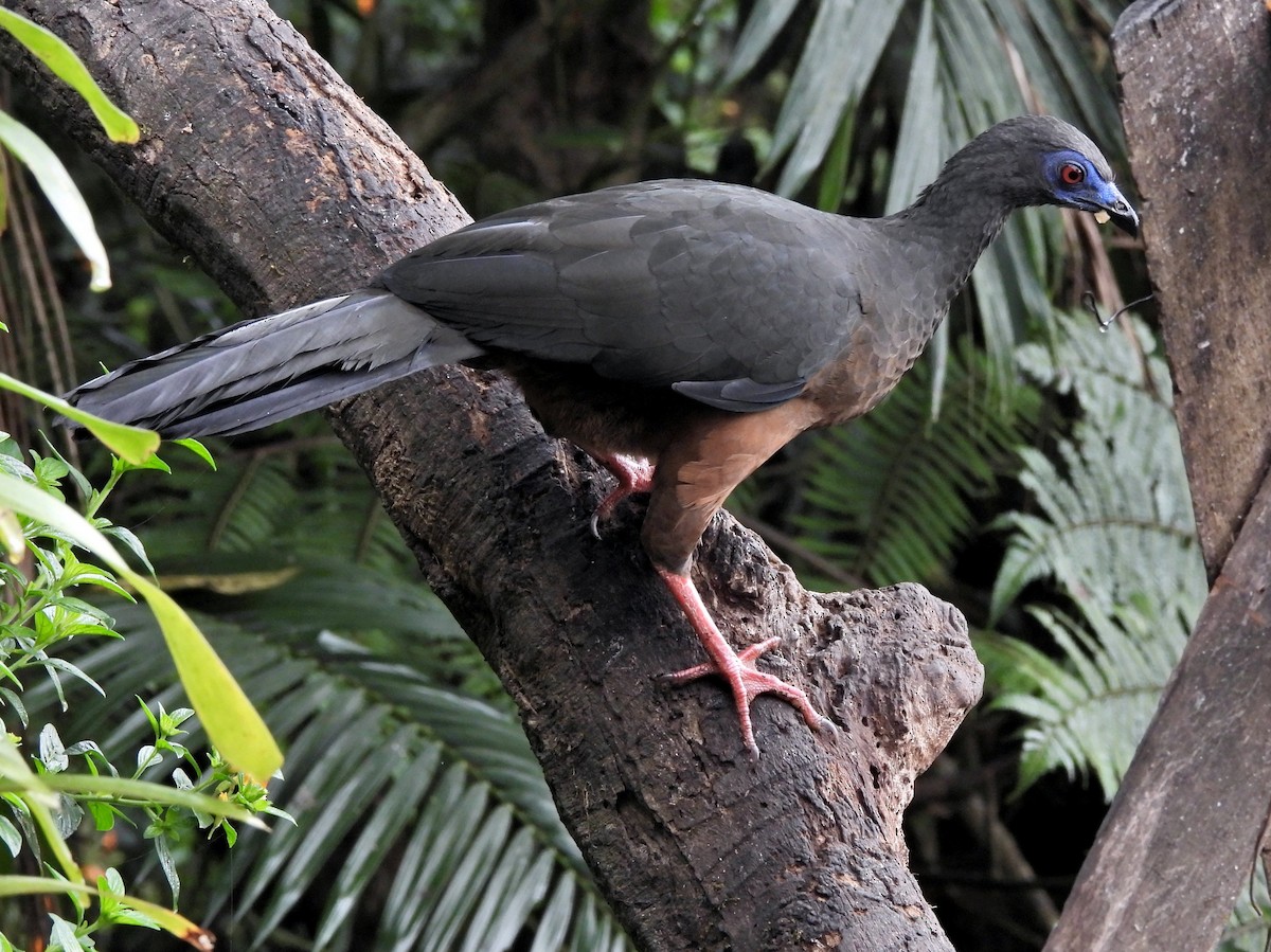 Sickle-winged Guan - ML644254936