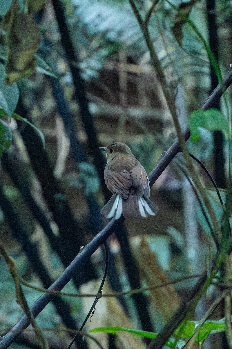 White-tailed Flycatcher - ML644254937