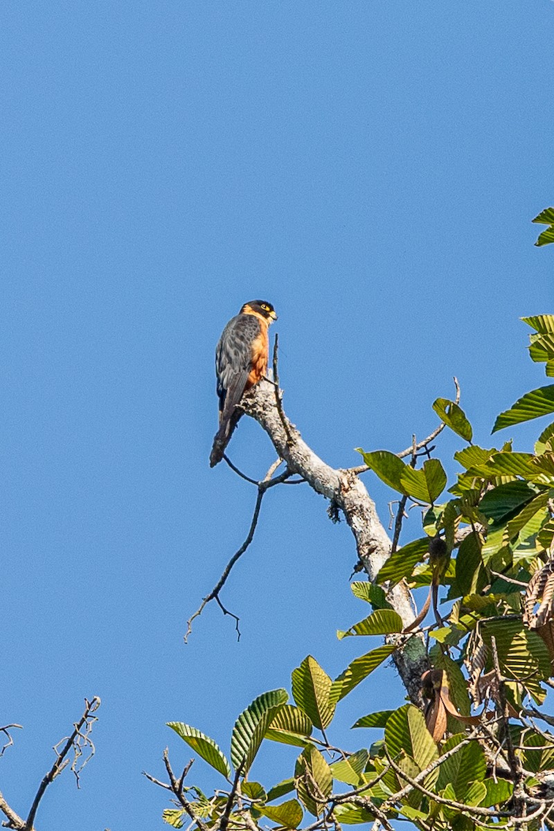 Asya Delice Doğanı - ML644254939