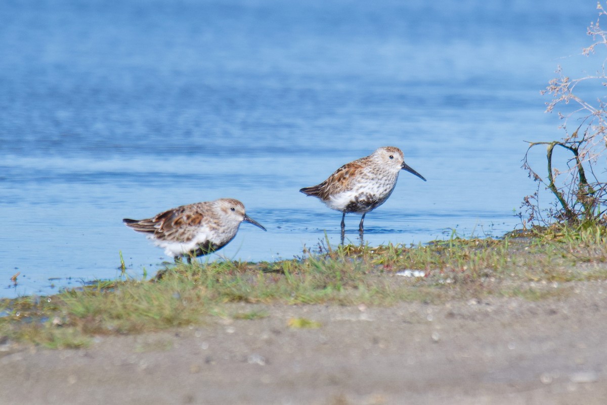 Dunlin - ML644254942