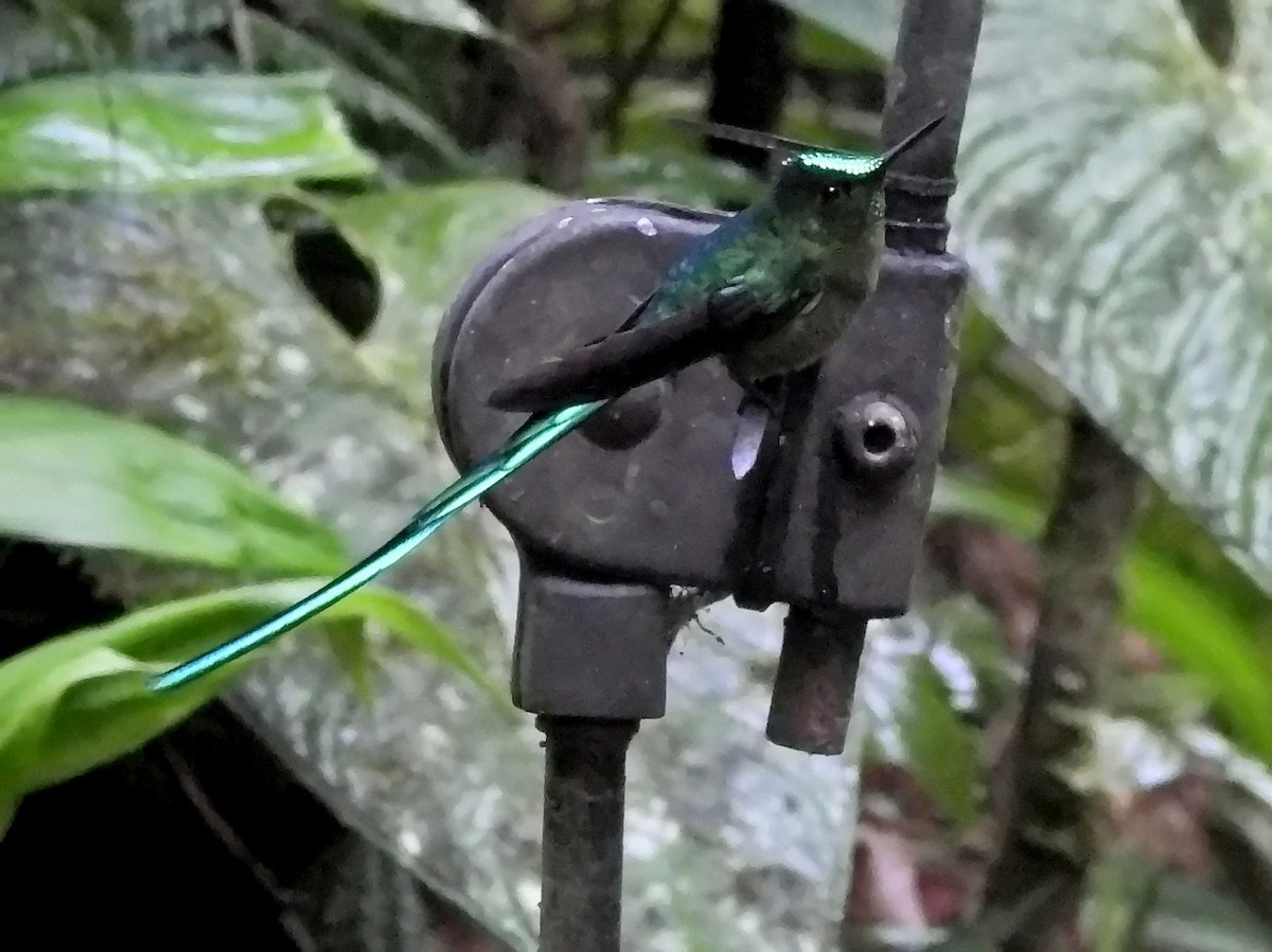 Long-tailed Sylph - ML644254966