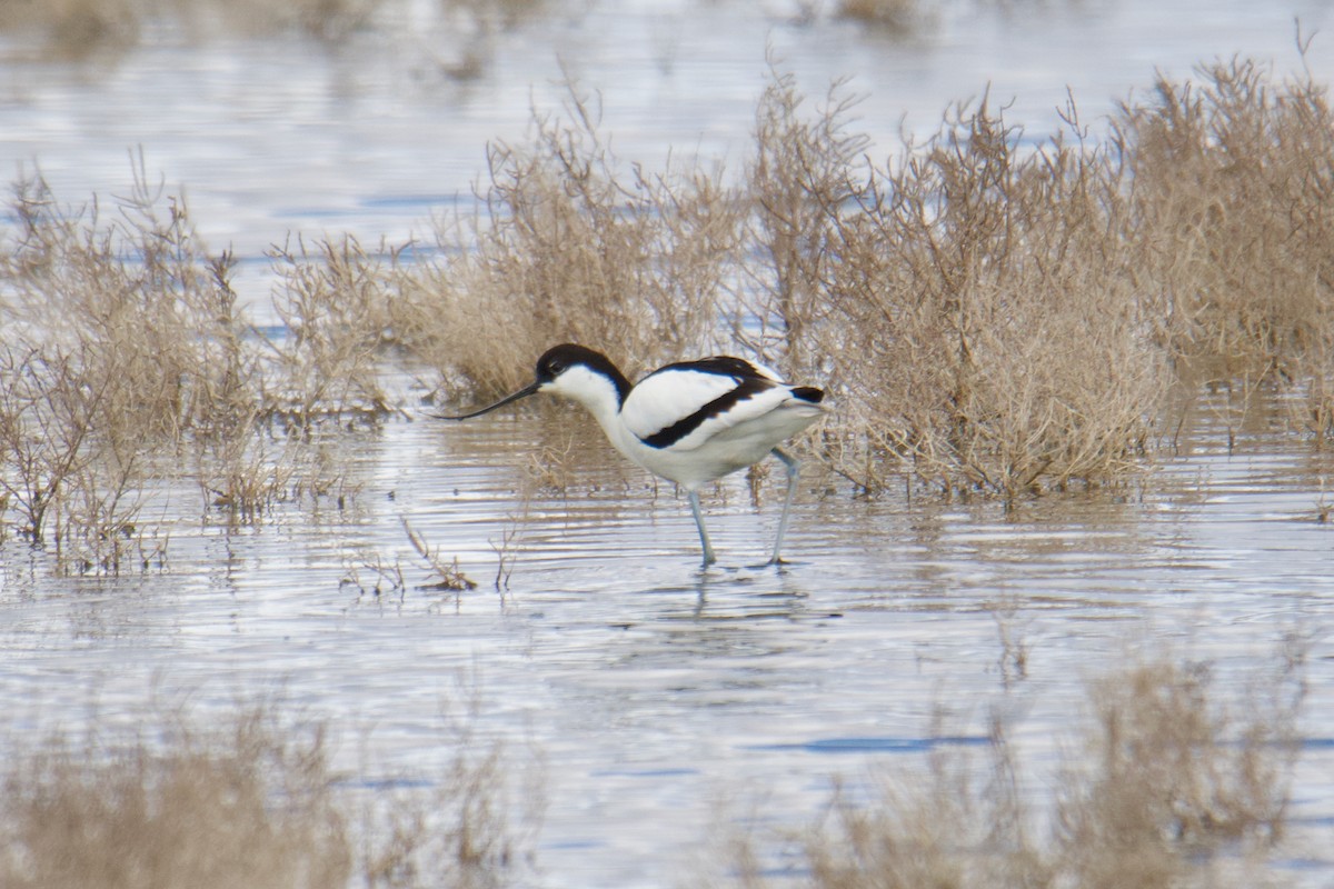 Pied Avocet - ML644254969