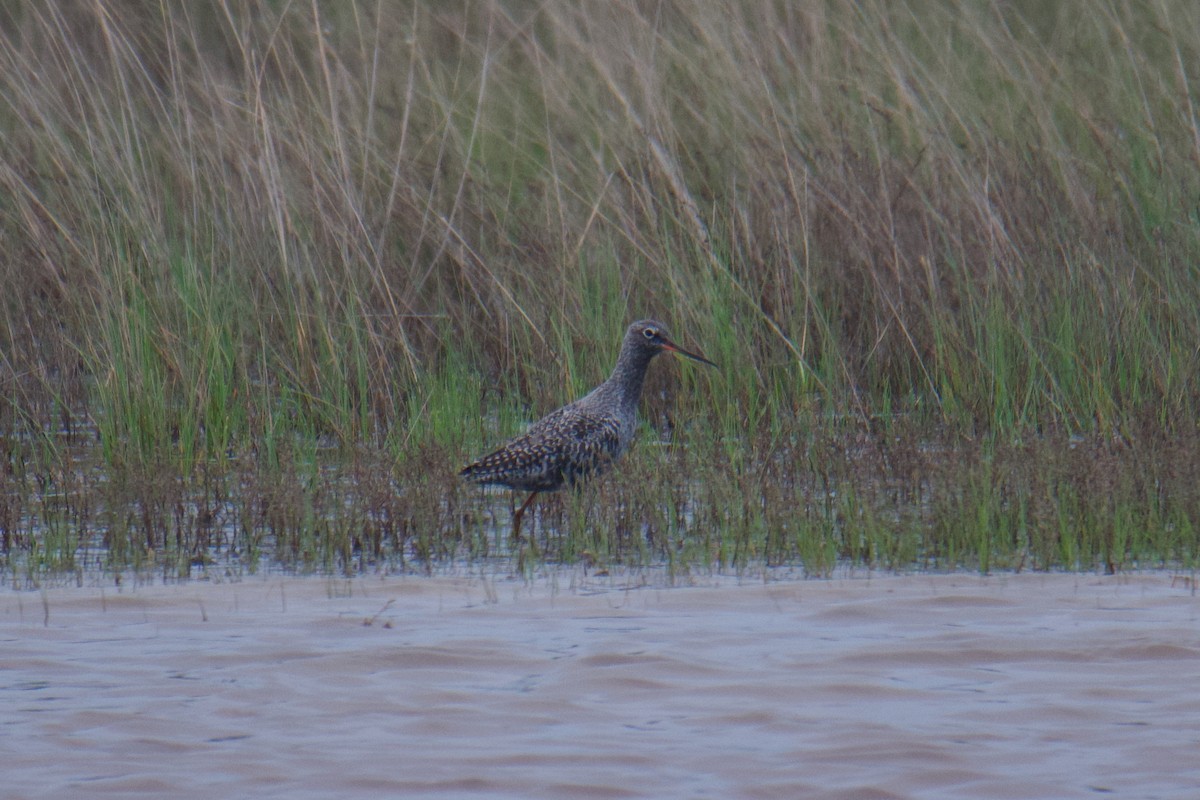 Spotted Redshank - ML644254976