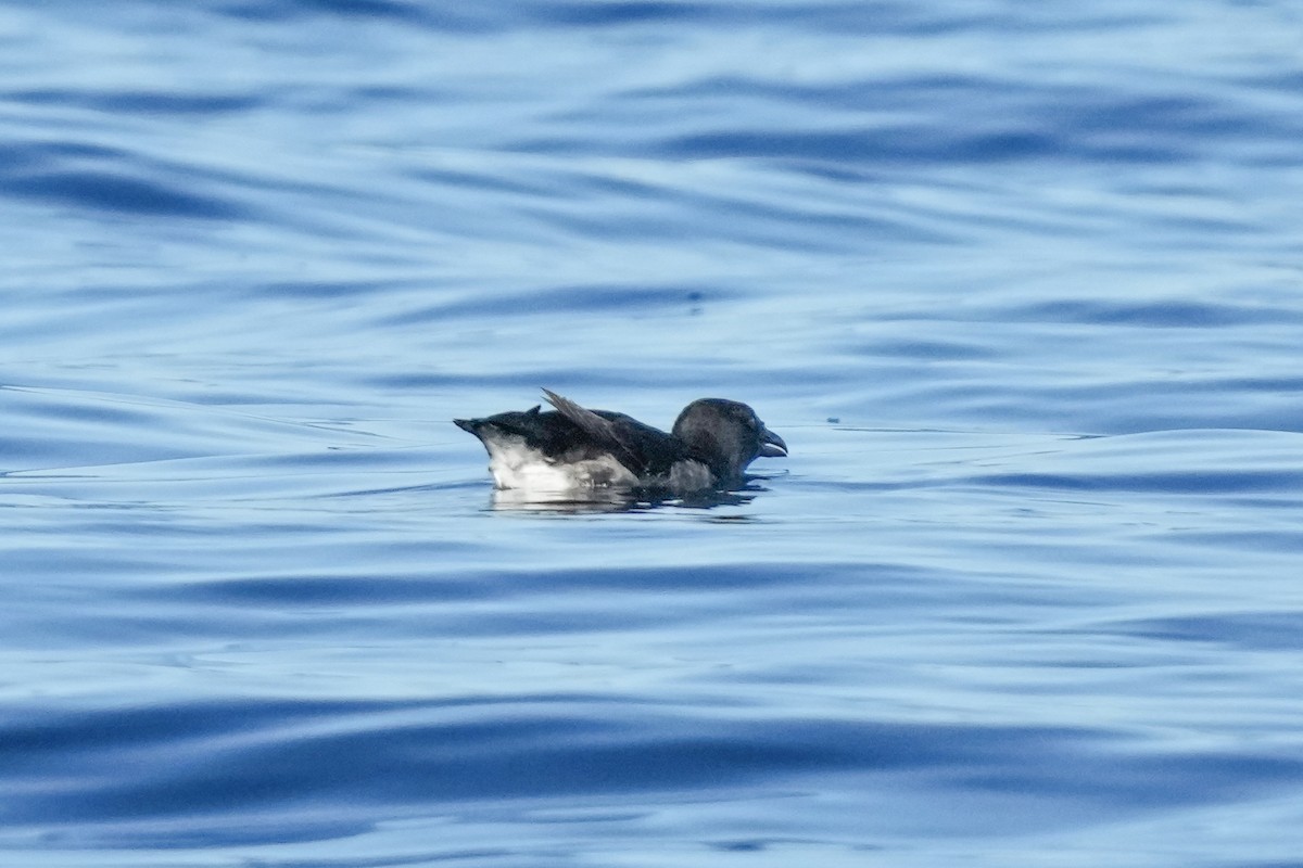 Macareux rhinocéros - ML644254978