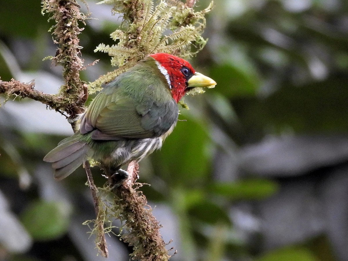 Red-headed Barbet - ML644254989