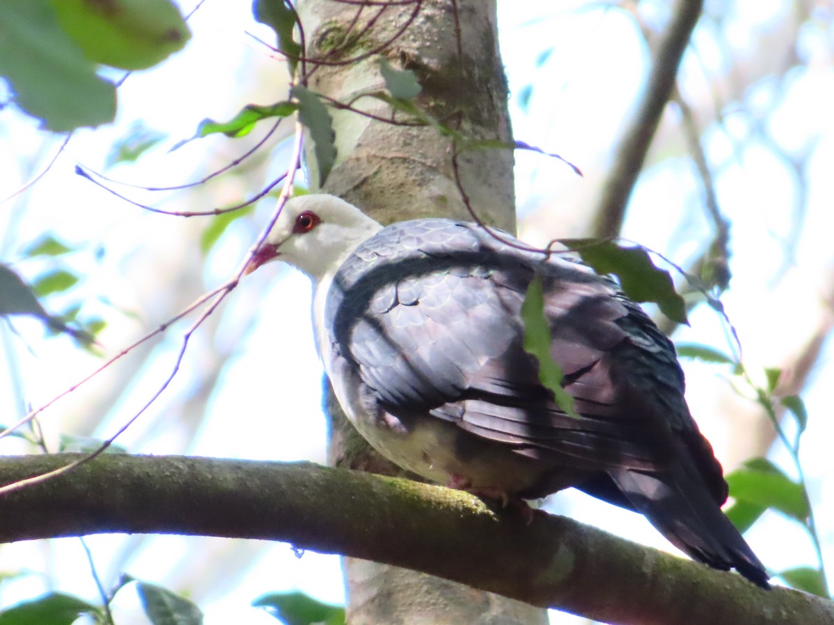 holub běloprsý - ML644254997