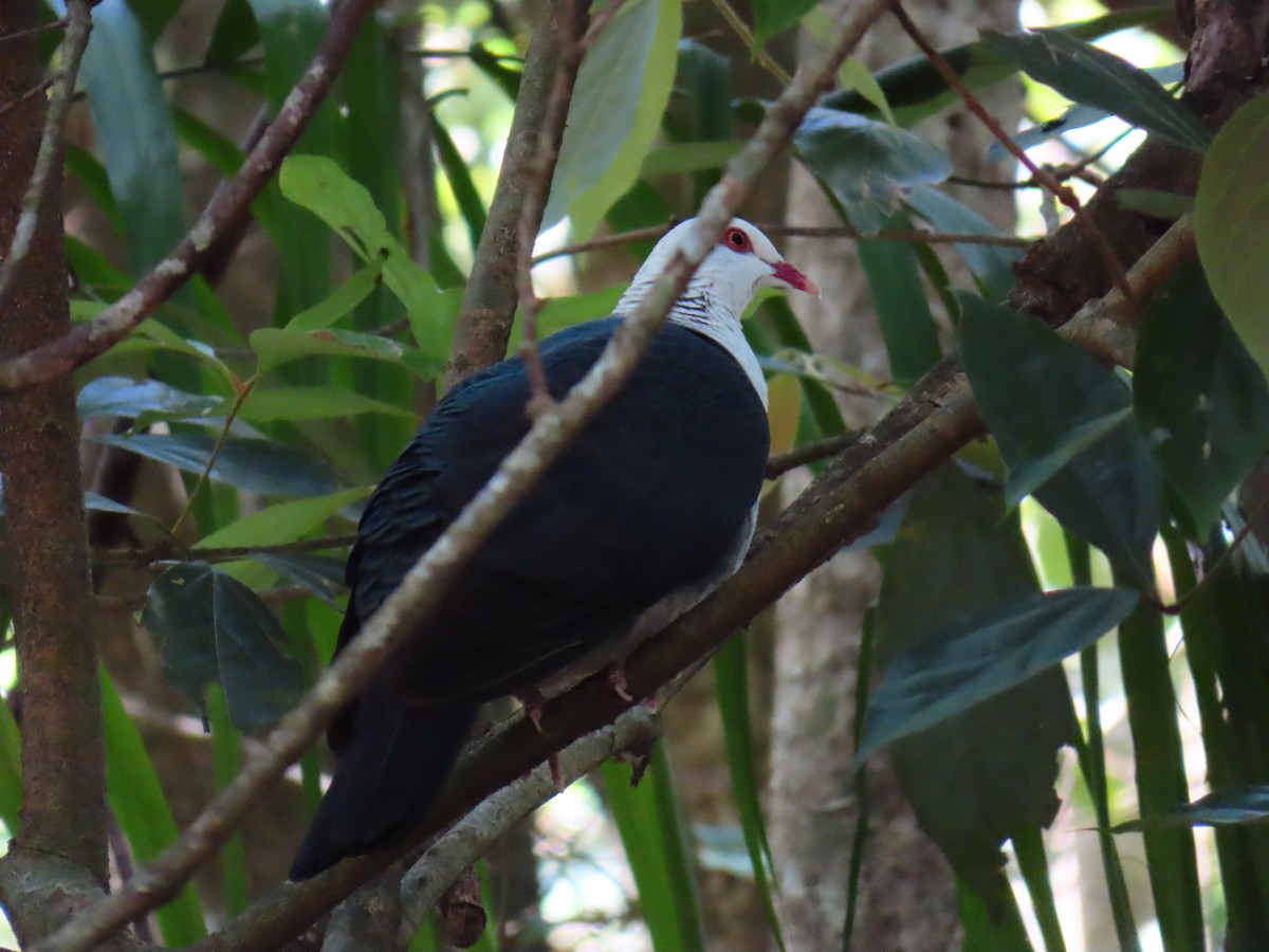 holub běloprsý - ML644254998