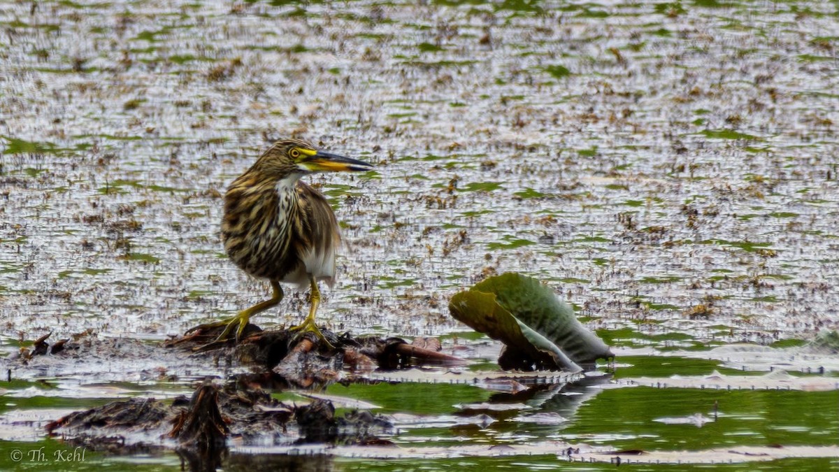 Chinese Pond-Heron - ML644254999