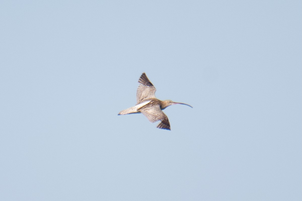 Eurasian Curlew - ML644255001