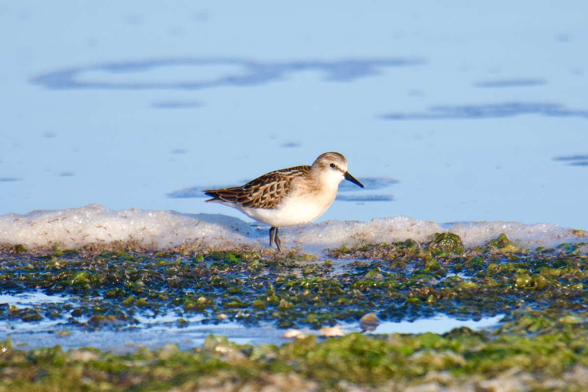 Bécasseau minute - ML644255014