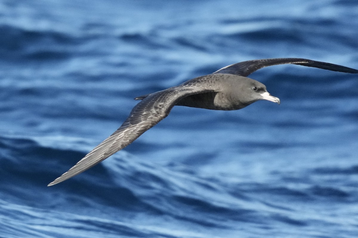 lysbeinlire - ML644255020