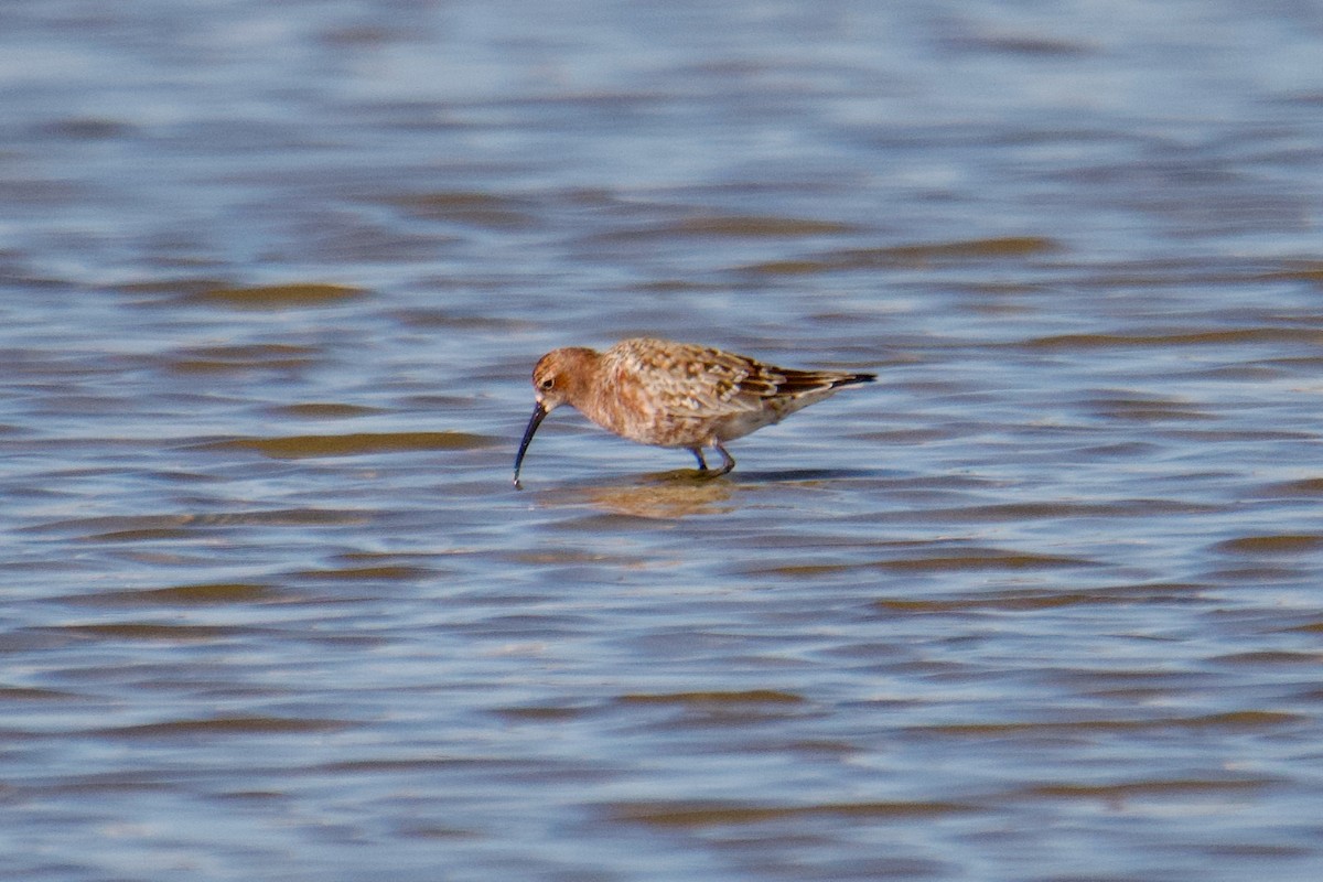 Curlew Sandpiper - ML644255027