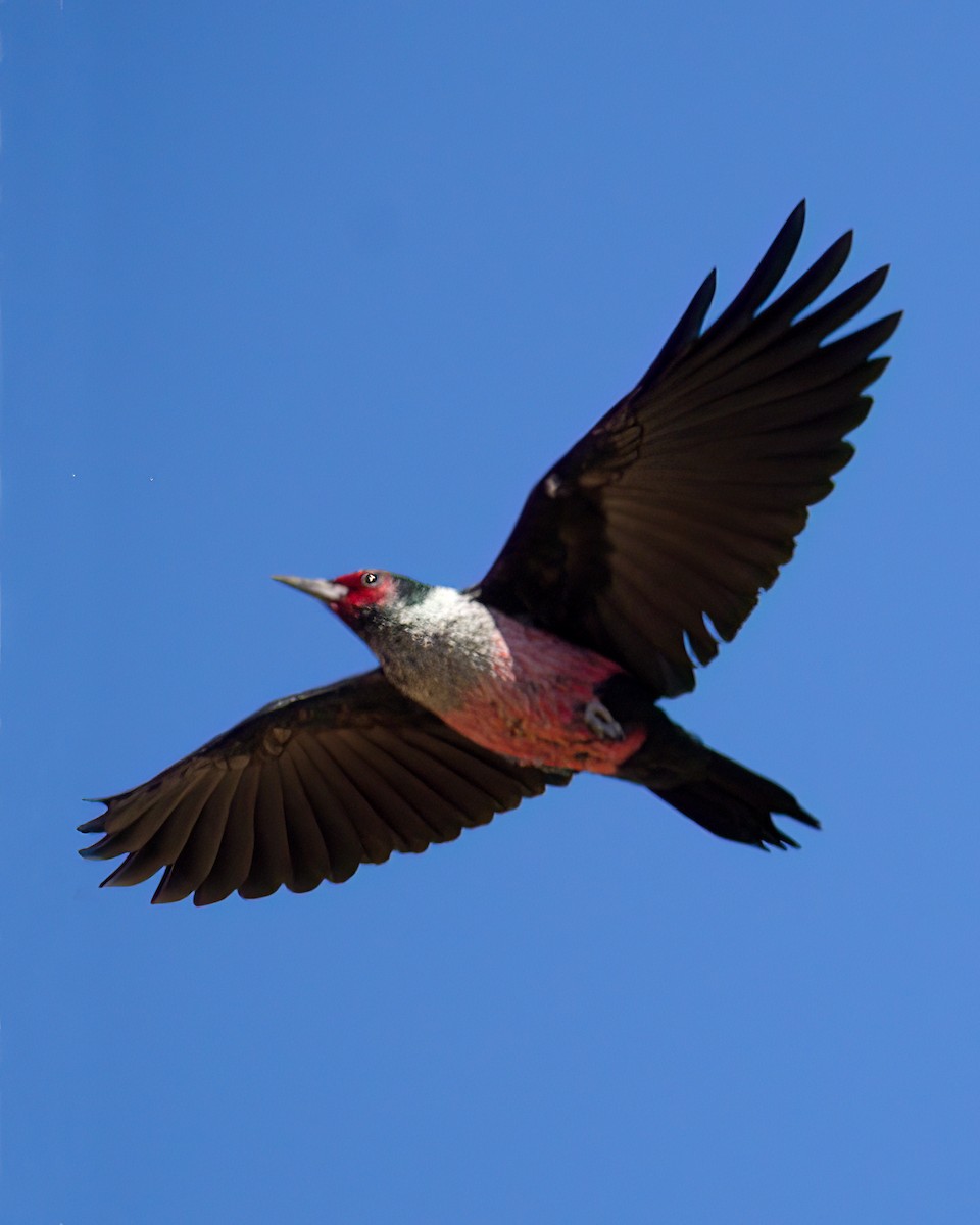 Lewis's Woodpecker - ML644255028