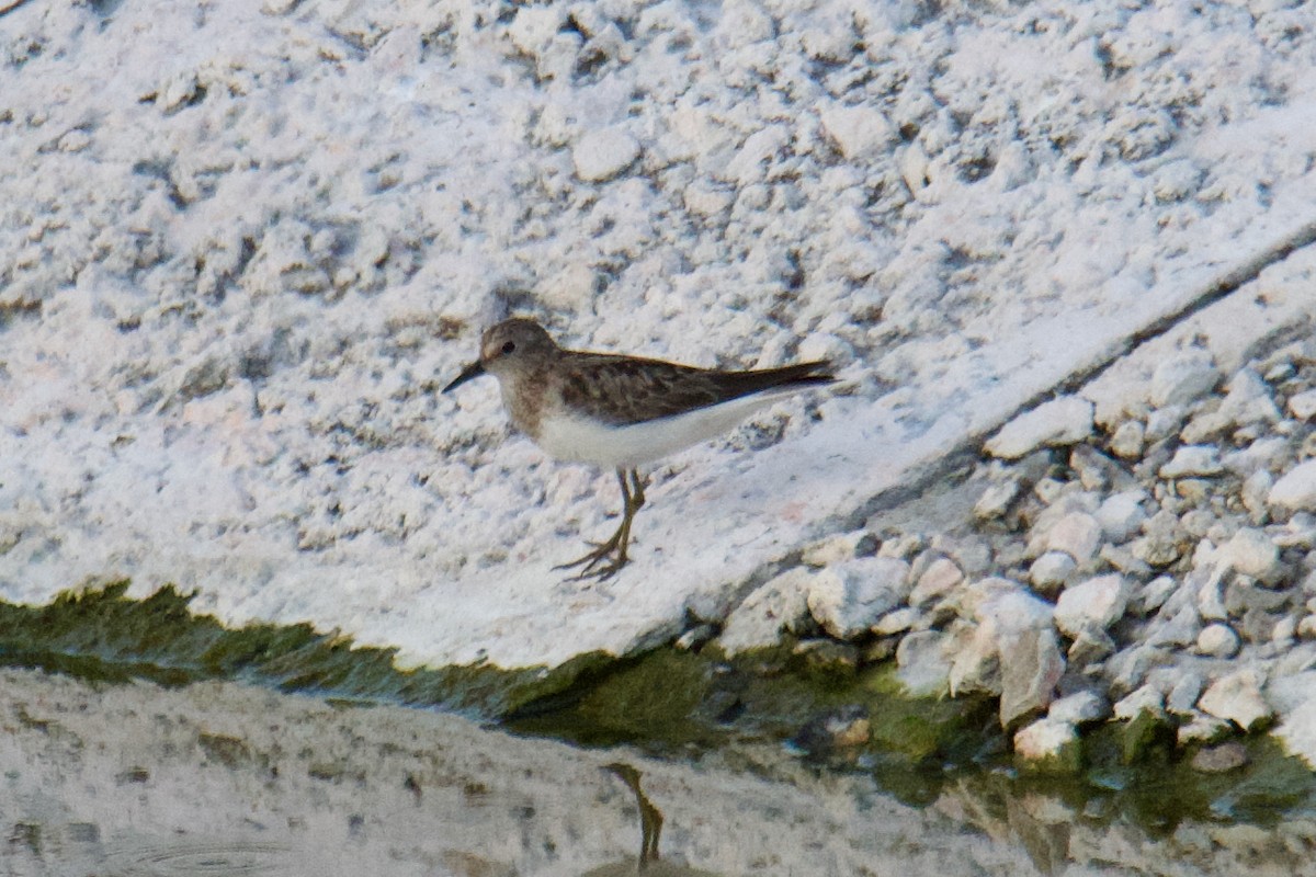 Bécasseau de Temminck - ML644255029