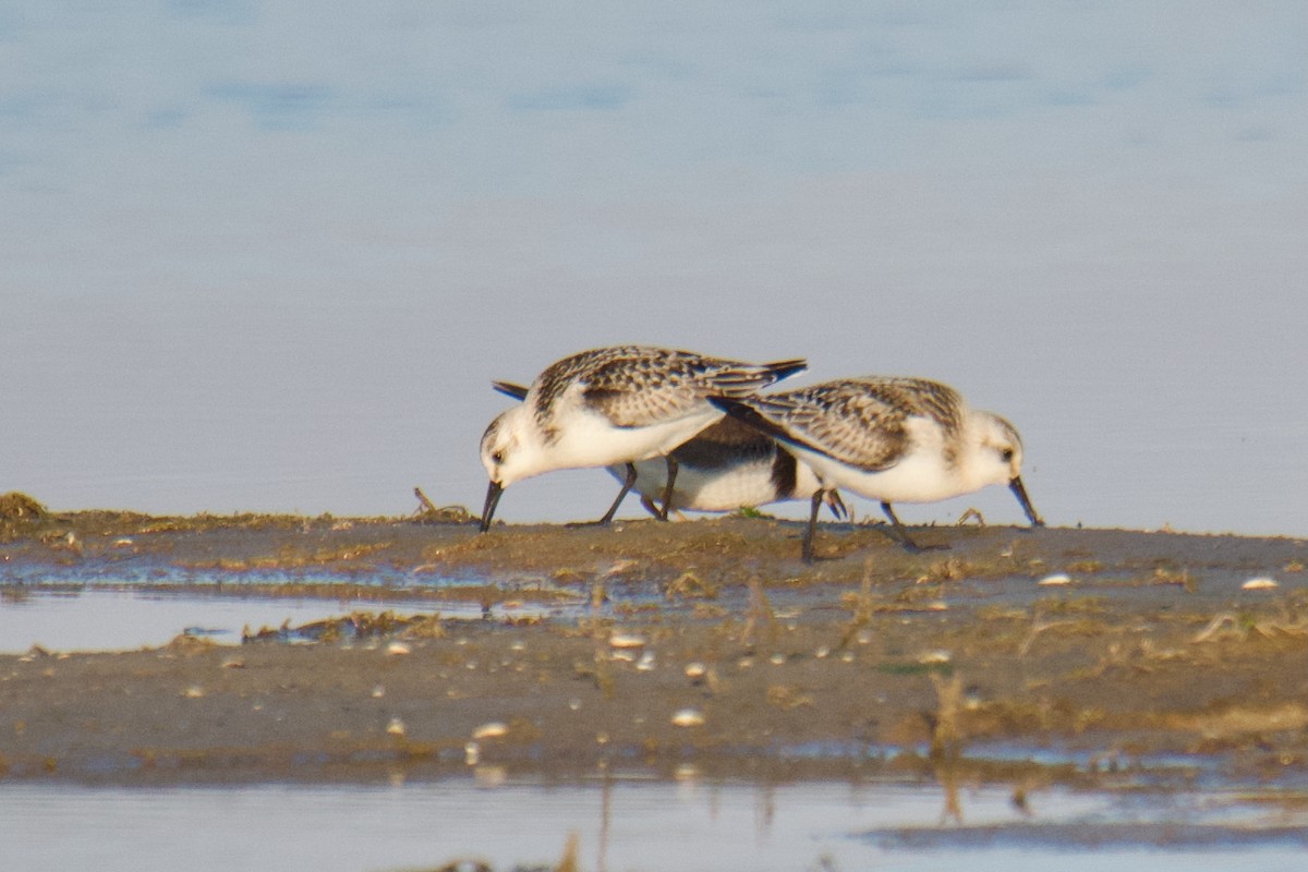 Txirri zuria - ML644255032