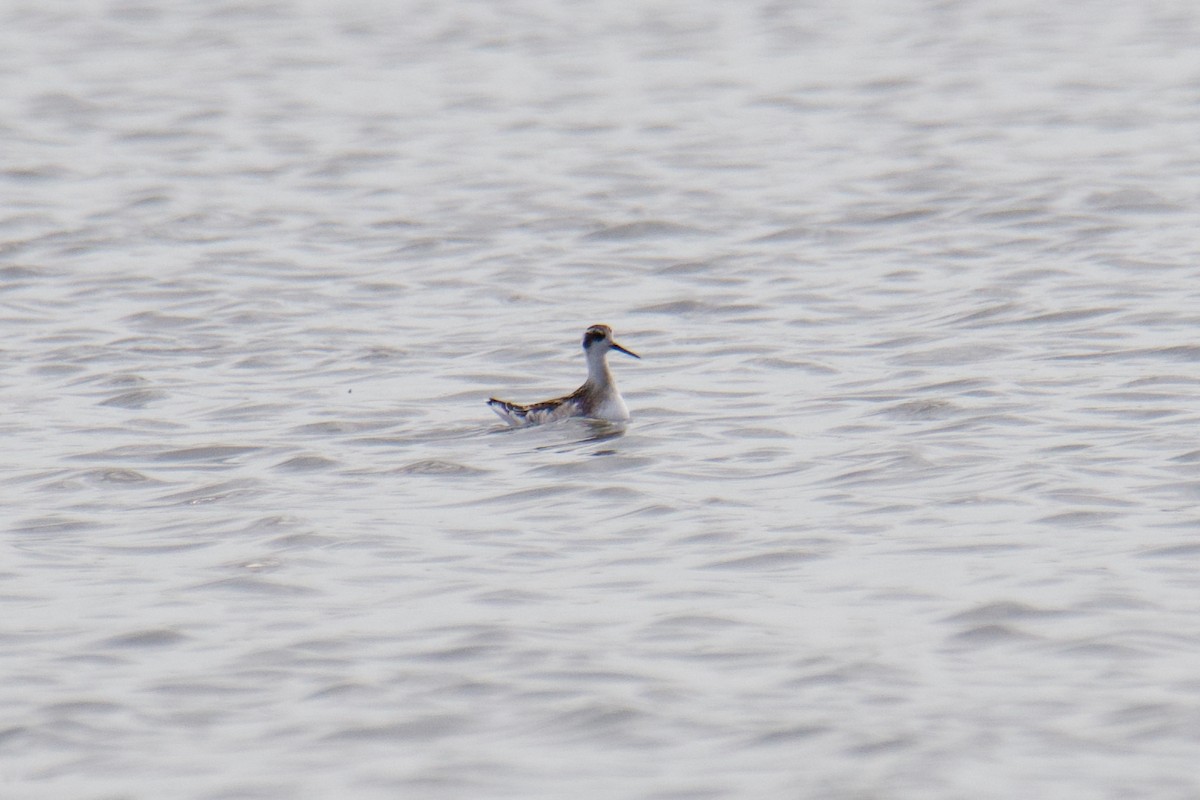 Нарийн сэлээхэй - ML644255039