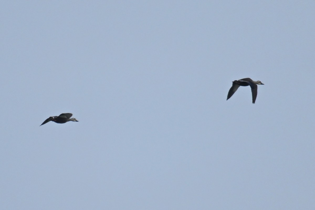 Eastern Spot-billed Duck - ML644255043