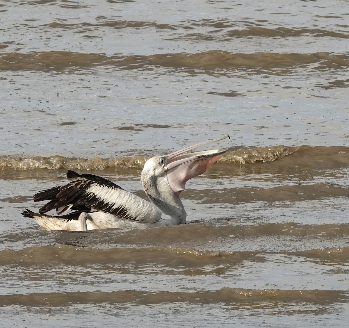 コシグロペリカン - ML644255044