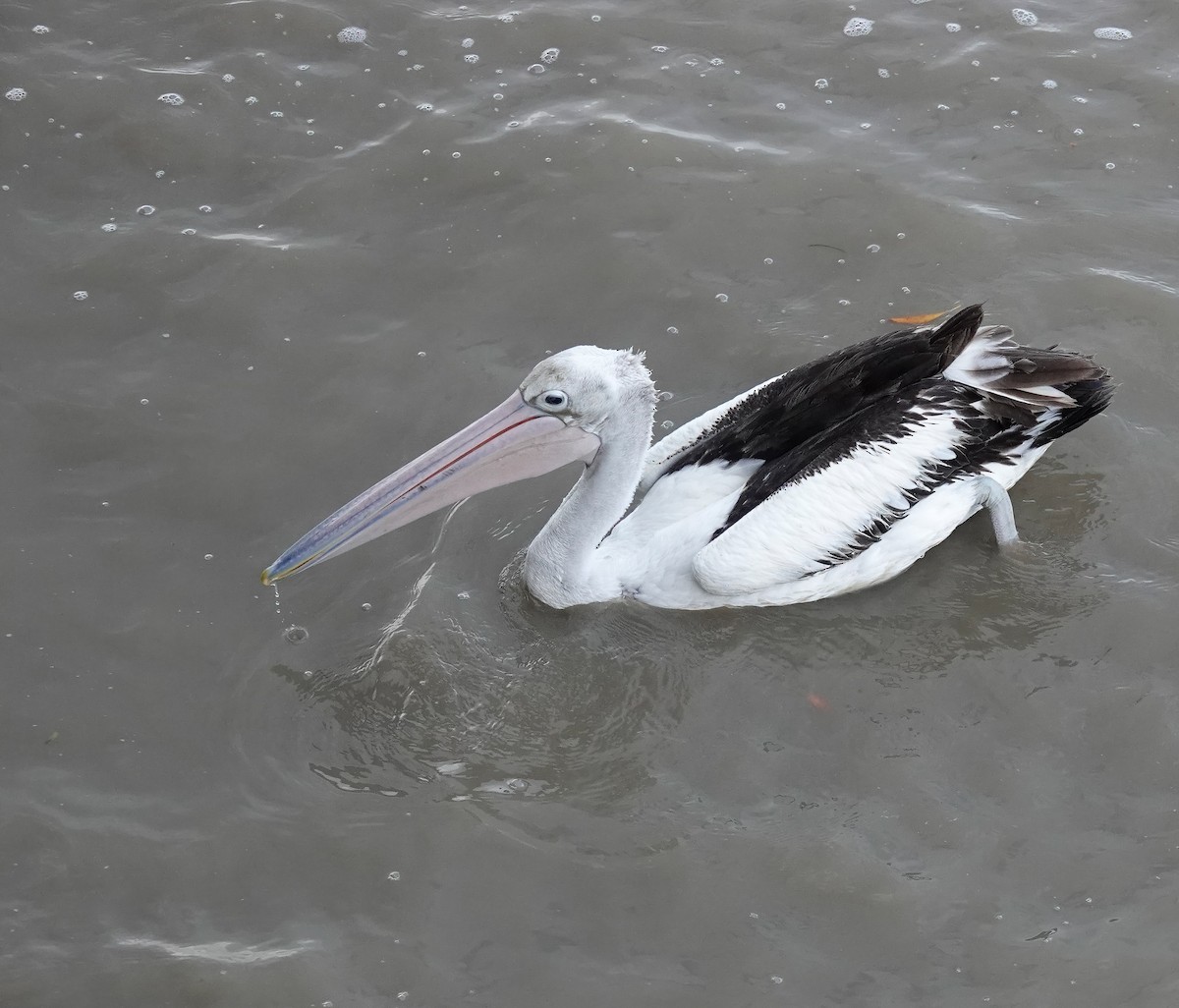 コシグロペリカン - ML644255045