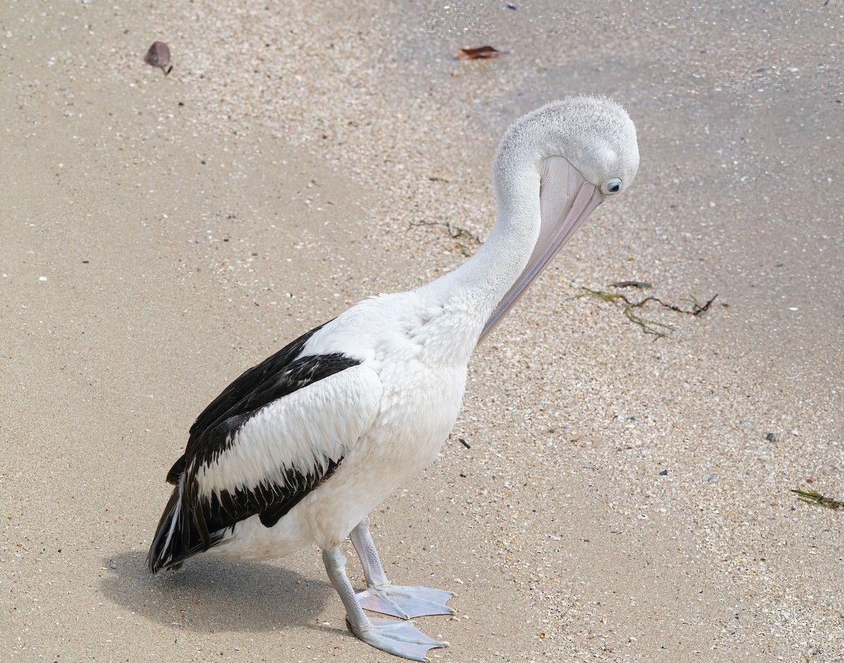 コシグロペリカン - ML644255046