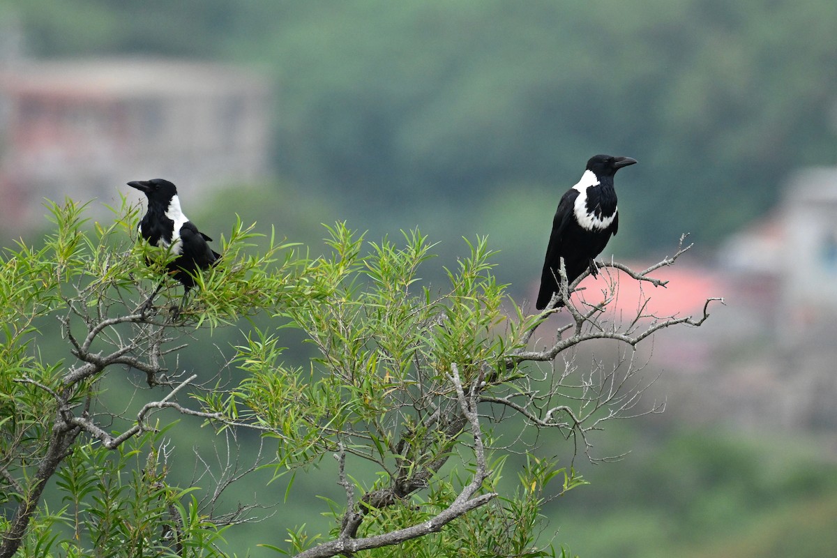 クビワガラス - ML644255048