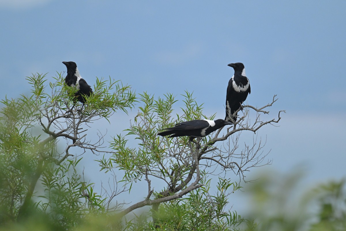 クビワガラス - ML644255049