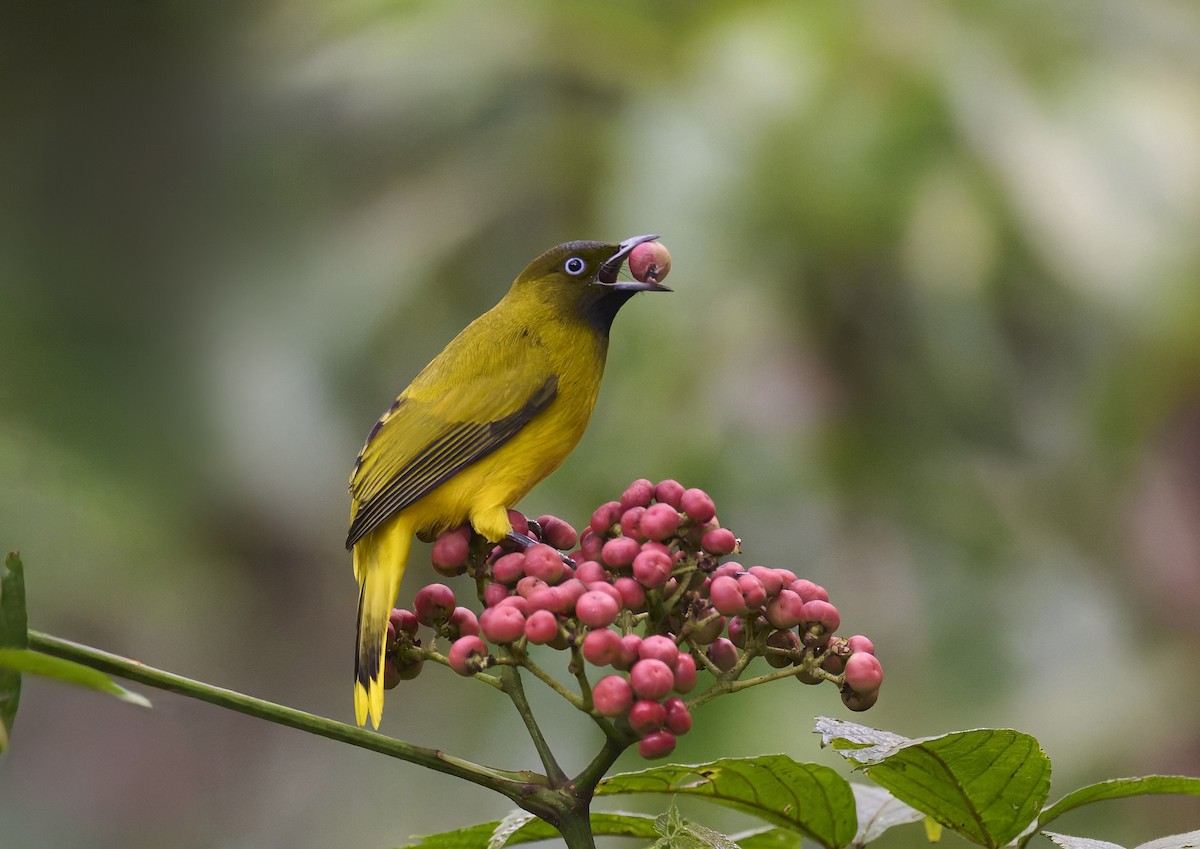 andamanbylbyl - ML644255050