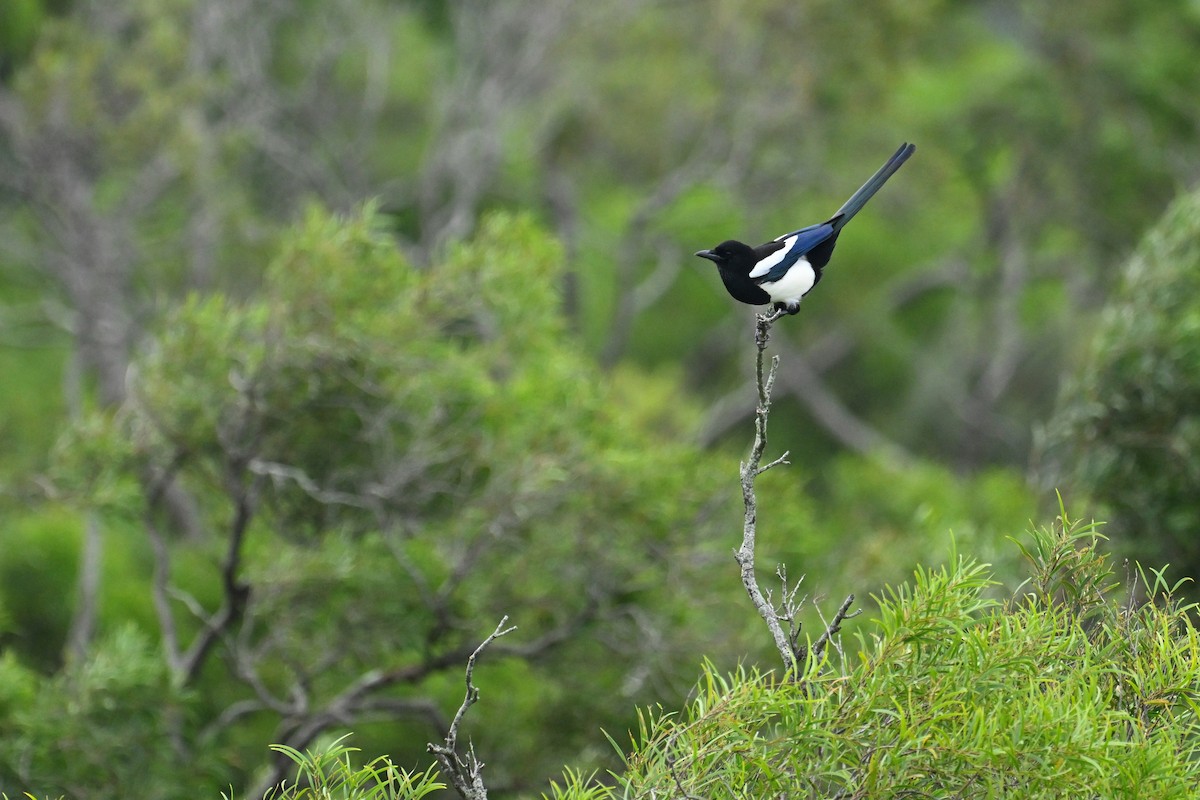 Oriental Magpie - ML644255051