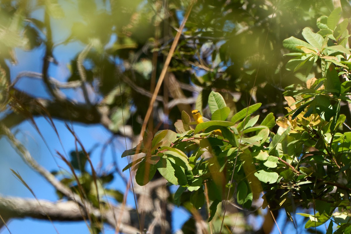 Scarlet Minivet - ML644255063