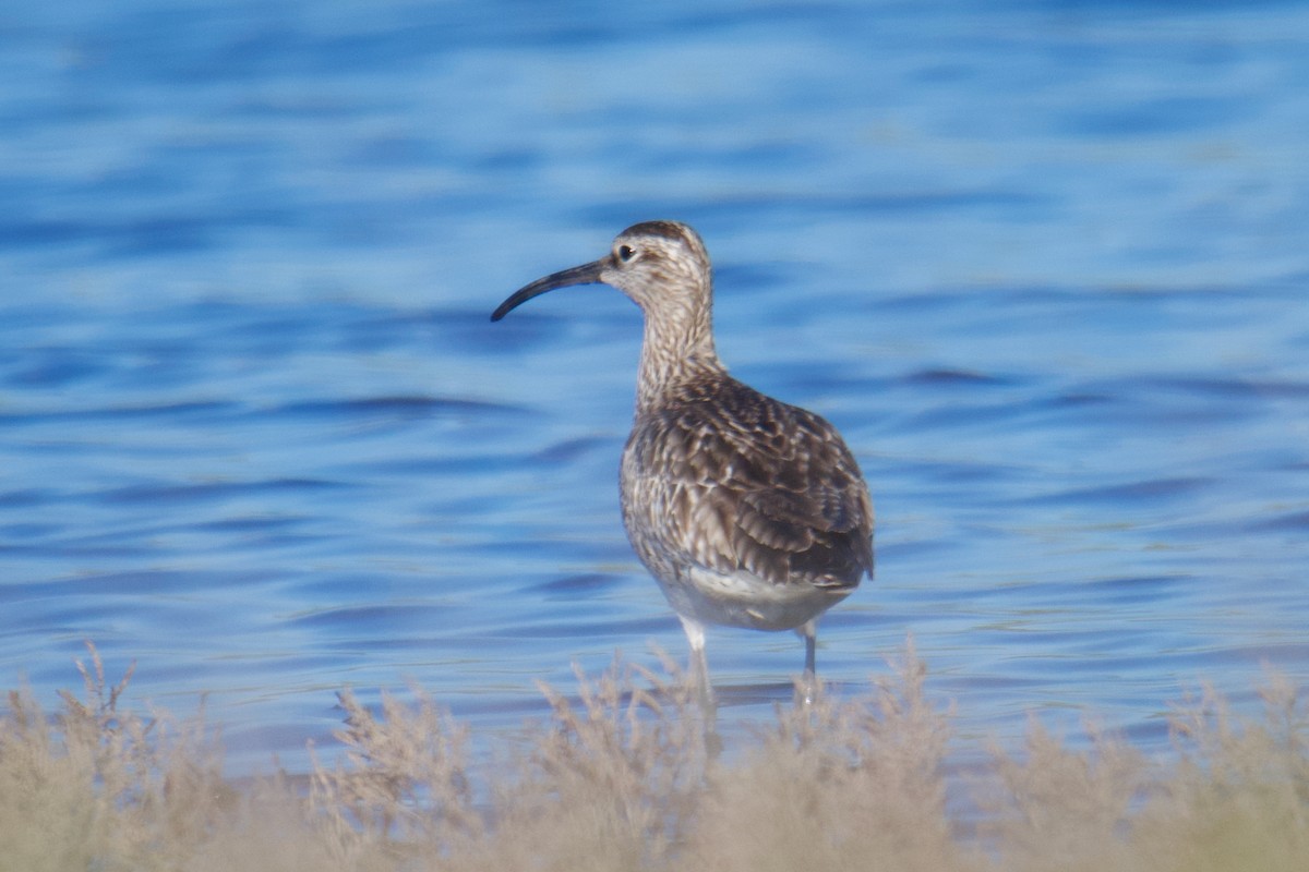 Eurasian Whimbrel - ML644255065