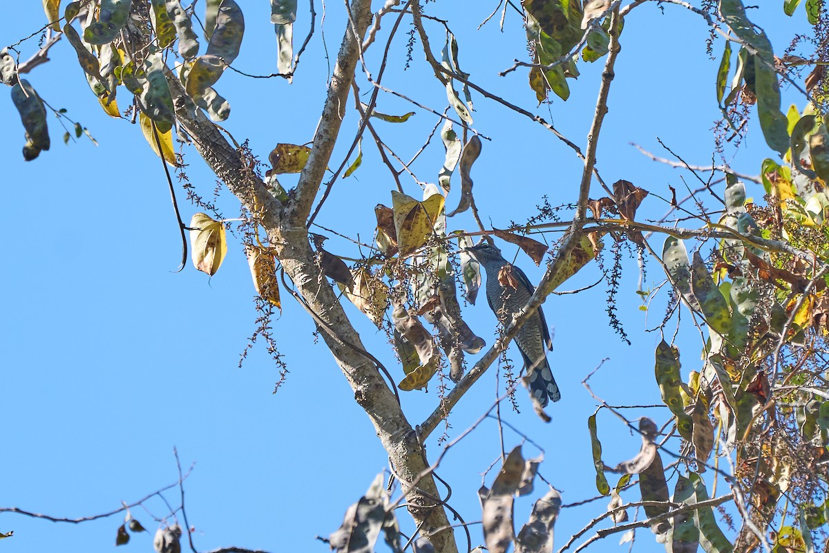 Kara Kanatlı Tırtılyiyen - ML644255074